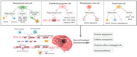 The Role of Stem Cells as Therapeutics for Ischaemic Stroke