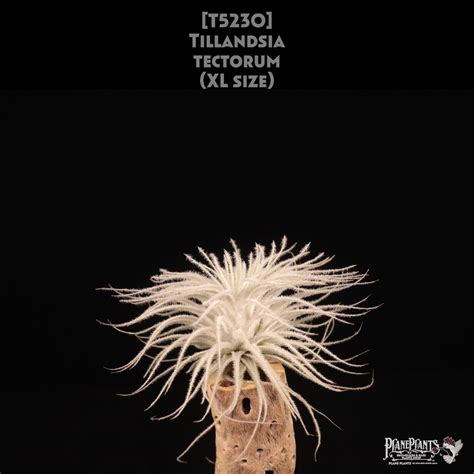 【送料無料】tectorum XL〔エアプランツ〕現品発送T5230 | plane plants