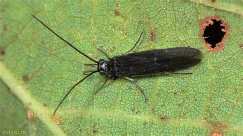 Caddisfly - North American Insects & spiders