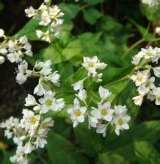 Company Overview - Lanxi Hongxiang Biotechnology Co., Ltd.