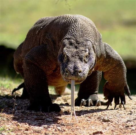SEE KOMODO TOUR (2026) All You Need to Know BEFORE You Go (with Photos ...