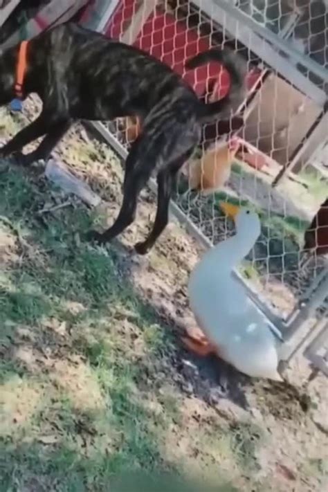 Funniest cats and dogs video's - One News Page VIDEO