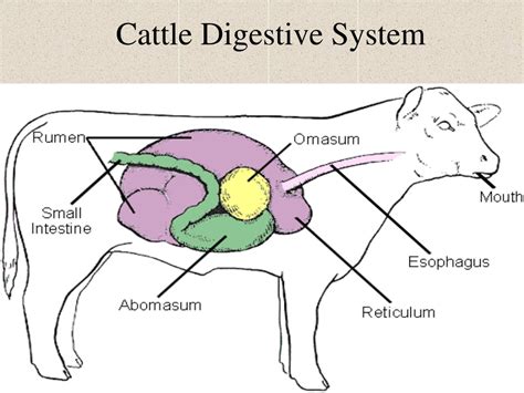 Diseases Of Digestive System In Cattle at Scott Liles blog