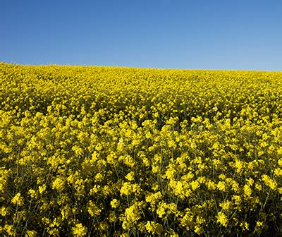 Welcome to Limagrain India