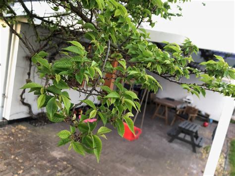 Identify Elm Tree 的图像结果