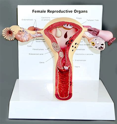 Image result for Making Female Reproductive Organ Model