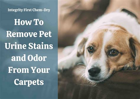 Remove Pet Urine Stains and Odor From Your Carpets with Chem-Dry