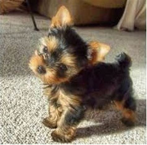 Cute outstanding Teacup Yorkie puppies Ready Text(***) ***-**** - Dogs ...
