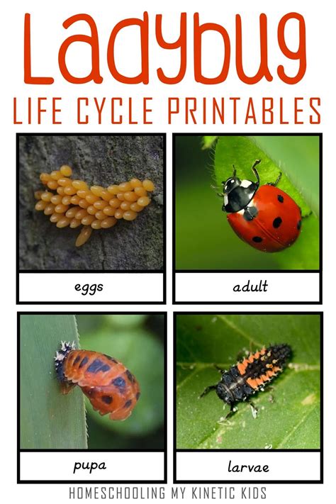 Image result for Ladybug Life Cycle Printable