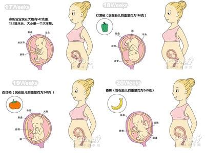 【5月胎儿发育】5个月胎儿发育标准-怀孕5个月胎儿发育过程图 - 生男生女帮