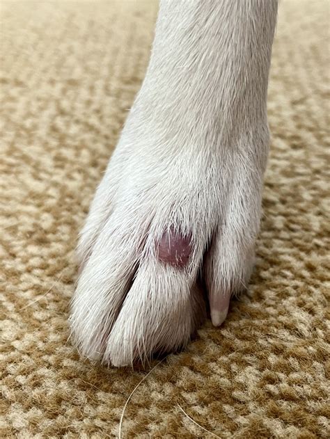 What Is The Lump On My Dogs Paw