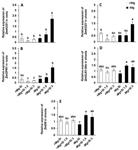 The Ameliorative Effect of Silicon on Maize Plants Grown in Mg ...