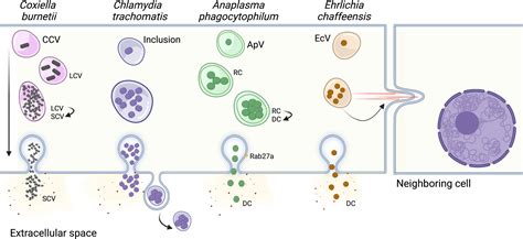 Frontiers | Establishing the intracellular niche of obligate ...