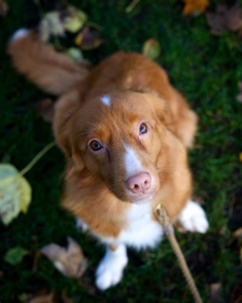 Image result for Dog Using Computer Meme
