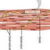 draw a labelled diagram of the skeletal muscle smooth muscle - Brainly.in