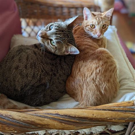 Paw Print Press: June 2022 Issue - Kaua’i Humane Society