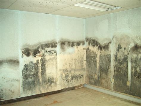 Mold Remediation – D-Bug Waterproofing