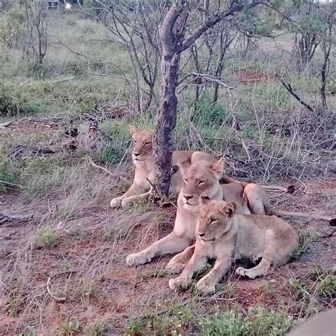KATEKANI TENTED LODGE (Hoedspruit) - Lodge Reviews & Photos - Tripadvisor