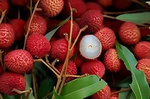 AYWALLitchi, Lychee, Litchi, Lichi, Lichee Fruit Seeds For Growing ...
