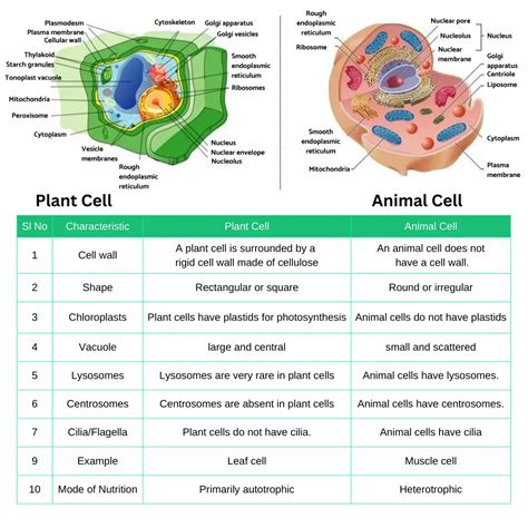 Similarities And Differences In Plant And Animal Cells