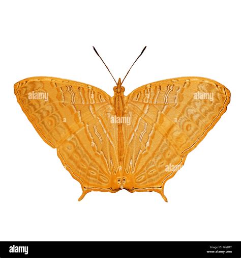 exotic orange color butterfly isolated on white background Stock Photo - Alamy