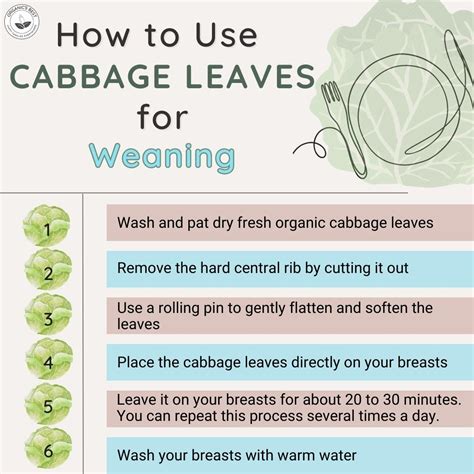 From Pain to Gain: The Magic of Cabbage Leaves for Weaning