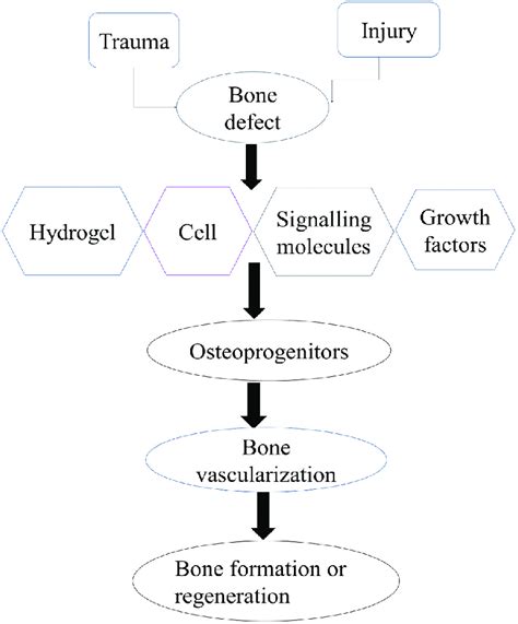 Image result for Process of Bone Formation