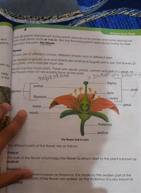 How do plants reproduce? Some plants reproduce by spores and some reprodu..