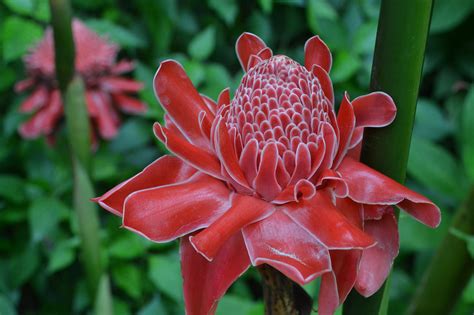 Popular Flowers In South America at Luke Cornwall blog