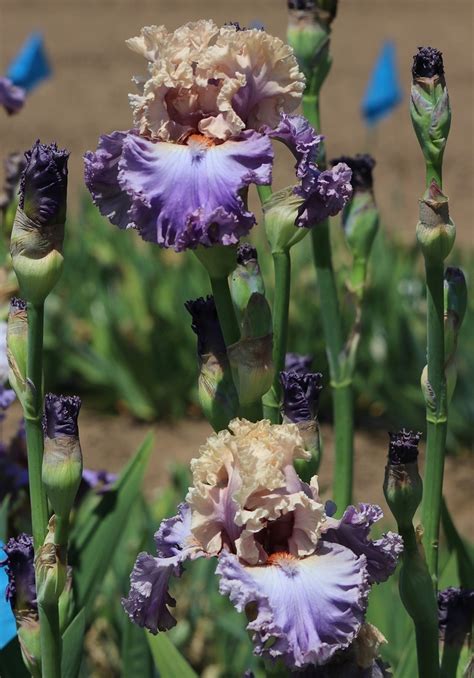 Image result for Final Answer