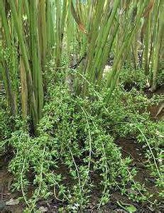 Cloud Farm Elaichi/Cardamom Plant Price in India - Buy Cloud Farm ...