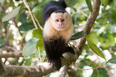 These capuchins are abducting babies from howler monkeys—for fun ...