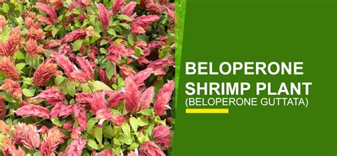 Beloperone Shrimp Plant Online India | Buy Beloperone Shrimp Plant ...