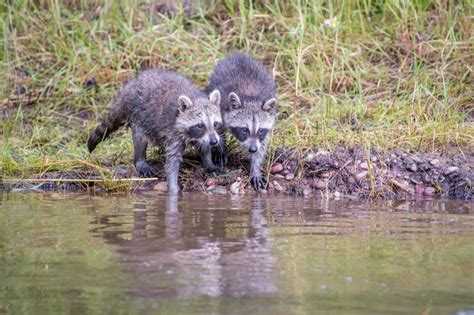 What is a Raccoon? - Answered - Twinkl Teaching Wiki