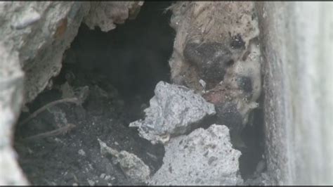 Firefighters rescue dog stuck between sidewalk, house foundation in CA ...