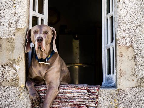Download wallpaper 1400x1050 dog, window, sitting, muzzle standard 4:3 ...