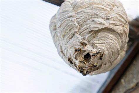 Hornets Nest Inside House