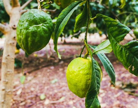Etrog | Fruit, Meaning, Significance, & Citron | Britannica