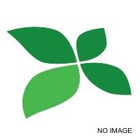 Slim Diet Capsules: (2025 ALERT) The Natural Shortcut to Weight Loss ...