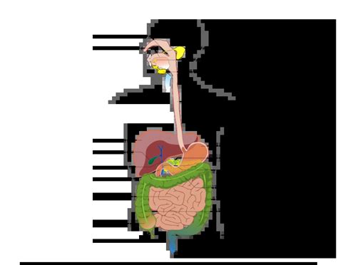 Image result for Digestive System Sample Questions