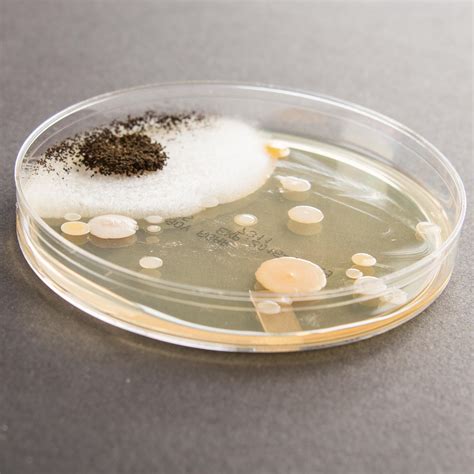 Nutrient Agar - 25 Gram Bag - Steve Spangler Science