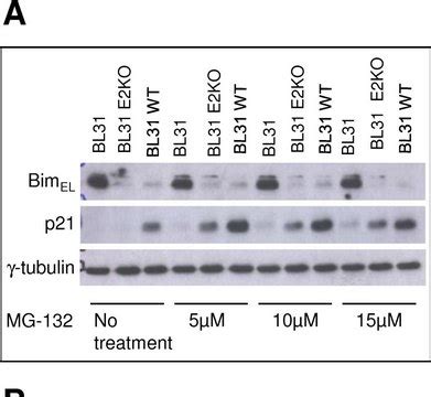 gamma-Tubulin monoclonal antibody Western, ELISA, Immunocytochemistry T6557