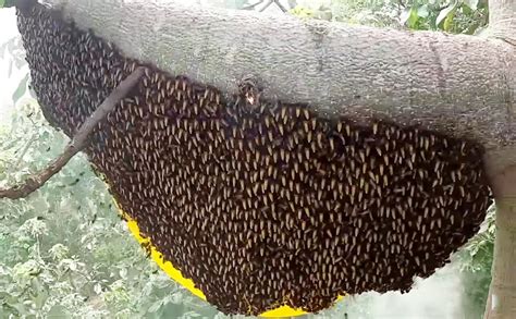 Royal Bee Brothers | Tribal Forest Honey | Produce of Wild Honey Bee ...
