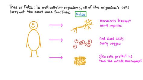 Image result for Multicellular Cells