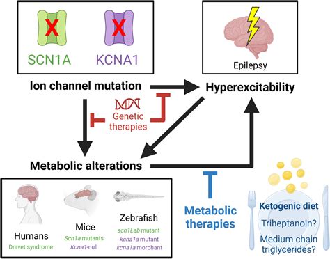 Metabolic aspects of genetic ion channel epilepsies - Neal - Journal of ...