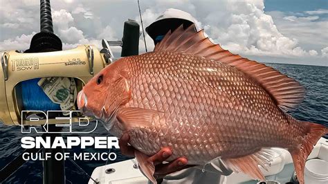 Image result for How to Catch Red Snapper