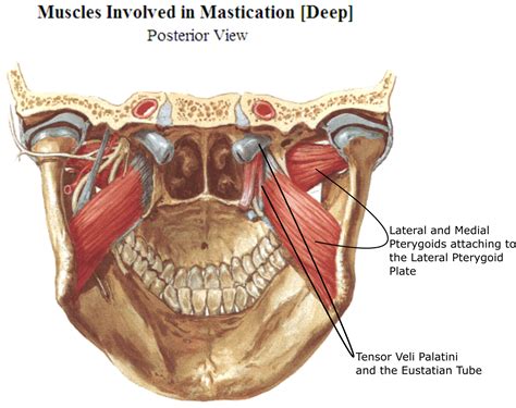 Medial And Lateral Pterygoid