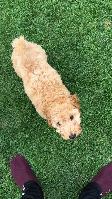 Image result for Cockapoo Dog Barking