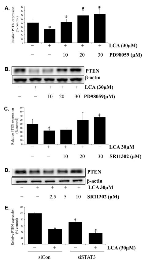 Lithocholic Acid Induces miR21, Promoting PTEN Inhibition via STAT3 and ...