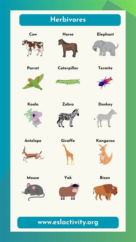 Herbivores Animals Name List in English | Herbivorous Animals